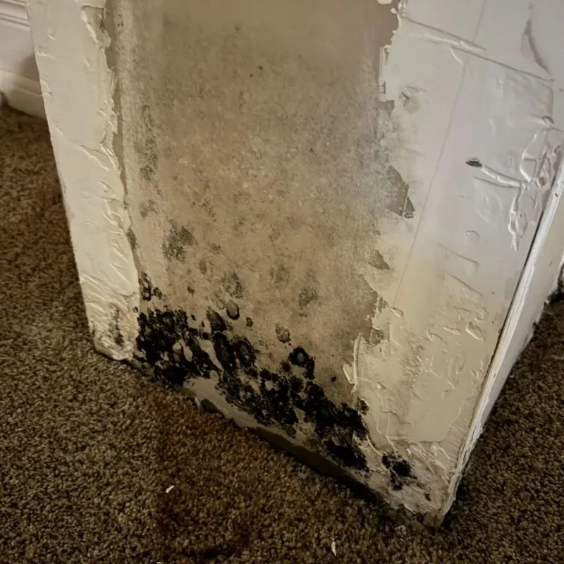 Professional Mold Removal in Hempstead County, AR